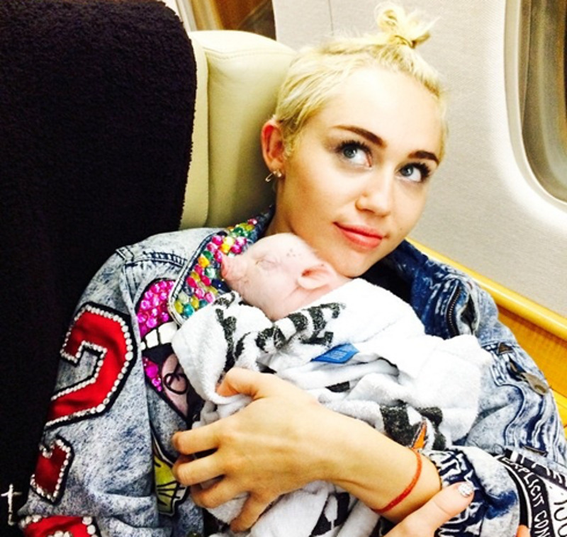 Майли Сайрус и мини-пиг