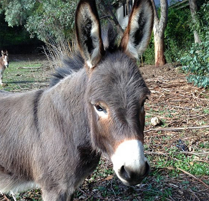 Один из ослов Риз Уизерспун