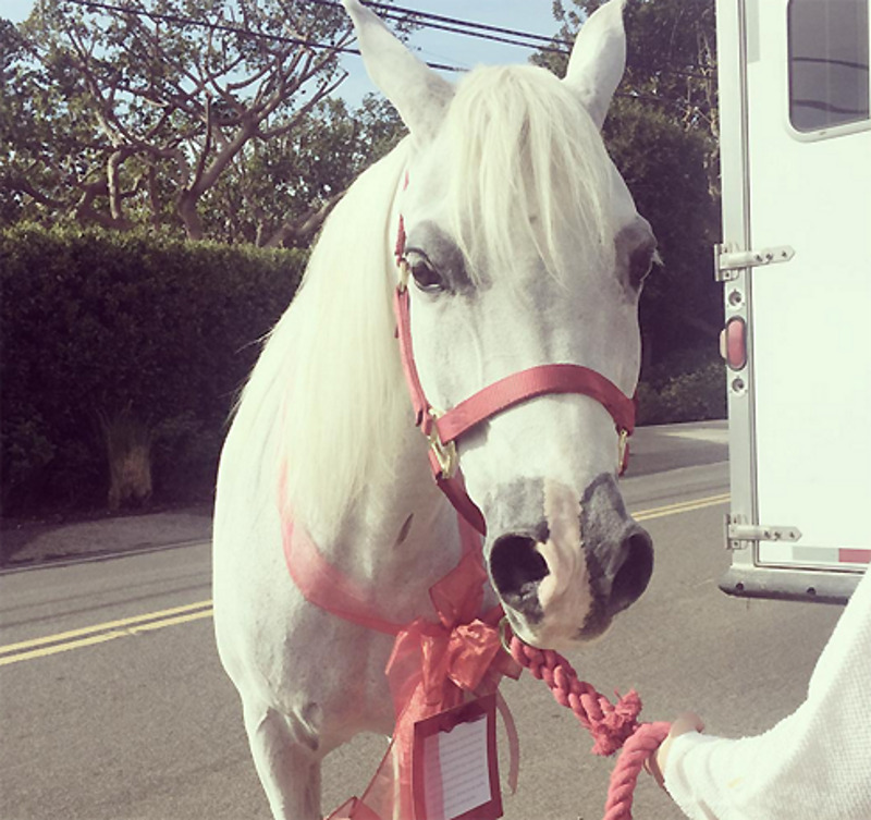 Леди Гаге подарили лошадь, которую она назвала Белый ангел