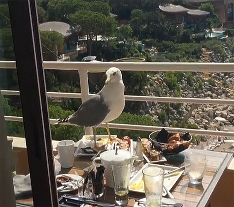 Во время одного из завтраков круассан Ольги Бузовой украла чайка. Фото: Instagram.com/buzova86.