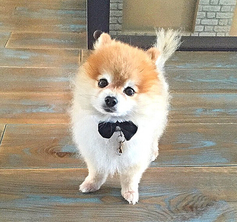 Любимец семьи Пух. Фото: Instagram.com/nataliapodolskaya.