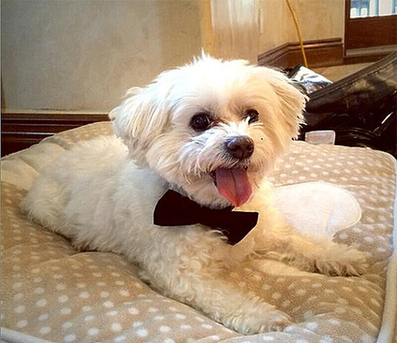 Мальтийская болонка Евы Лонгории по кличке Джинкси. Фото: Instagram.com/evalongoria.