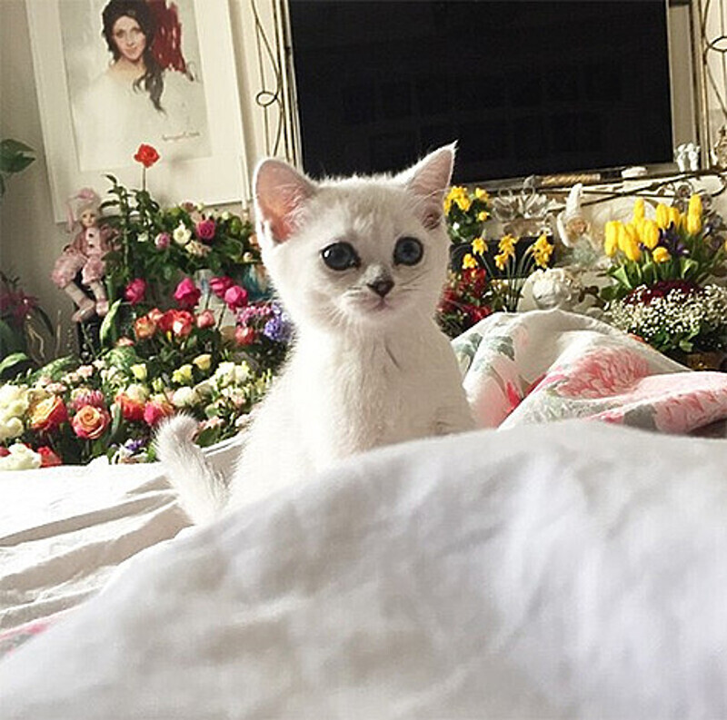 Анастасия Макеева показала подписчикам снимок одного белого котенка... Фото: Instagram.com.