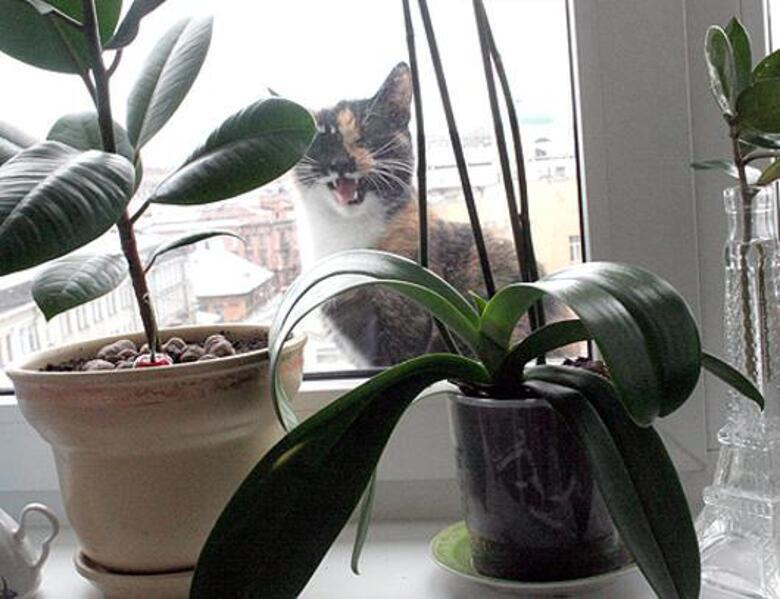 День святого Валентина. Фото автора.