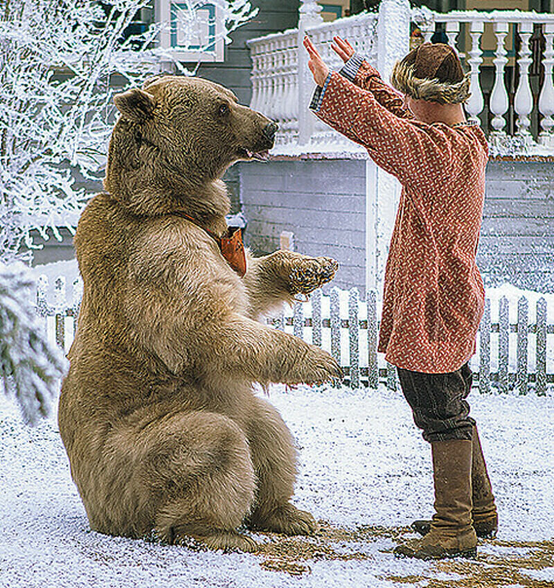 Медведь Степан, сыгравший в «Елках 1914», уже весьма знаменит. Он снимался у Михалкова в фильме «Сибрский цирюльник», у Прошкина в картине «Орда» и у Учителя в ленте «Край». Фото: материалы пресс-служб.