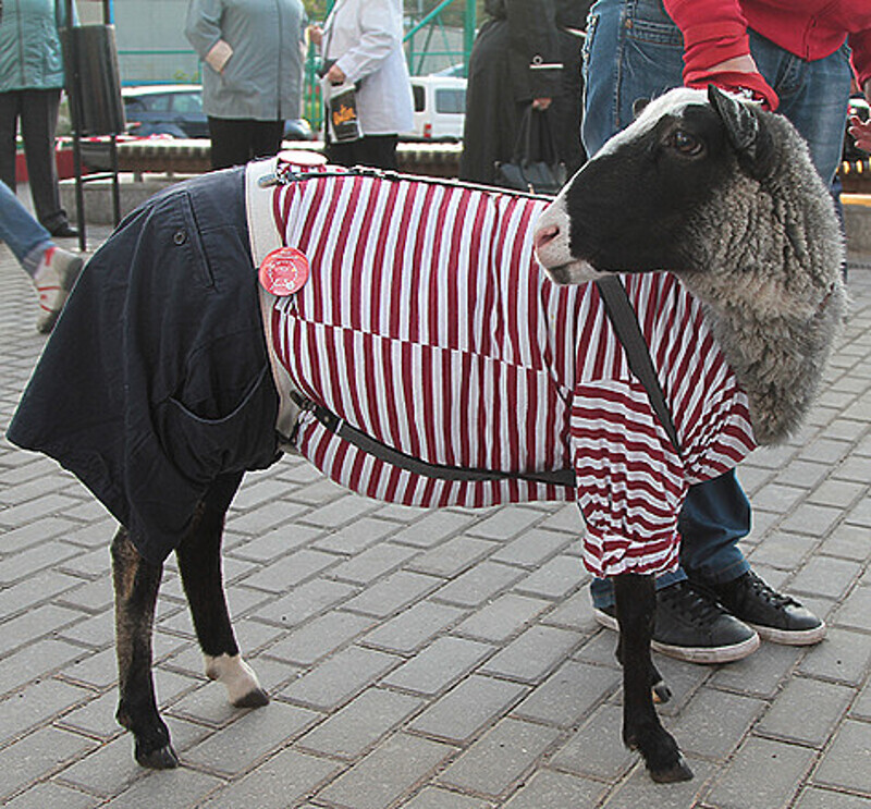 Баран Толя.