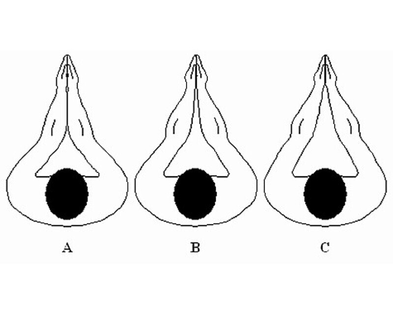 По способу прогиба рук также можно определить, насколько ваш потенциальный партнер будет активен в постели.