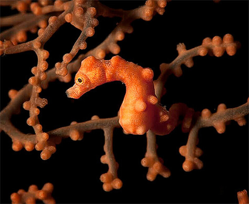 «Рекреационный дайвинг предполагает погружения до 40 метров. Как правило, все самое красивое и интересное в тропических морях находится на глубине 10-15 метров». Фото: Дмитрий Виноградов.