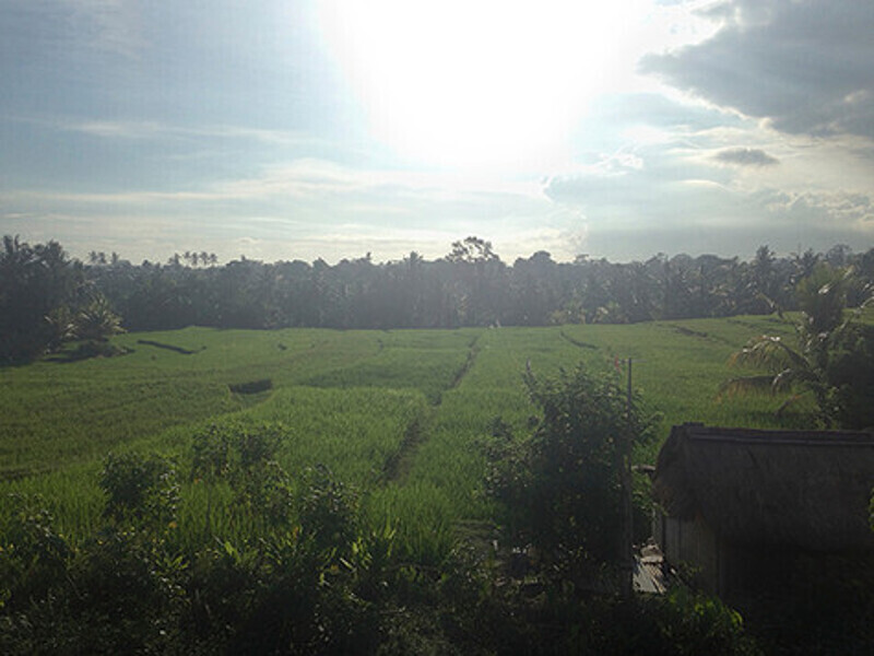 Рисовые поля занимает 20 процентов территории острова.