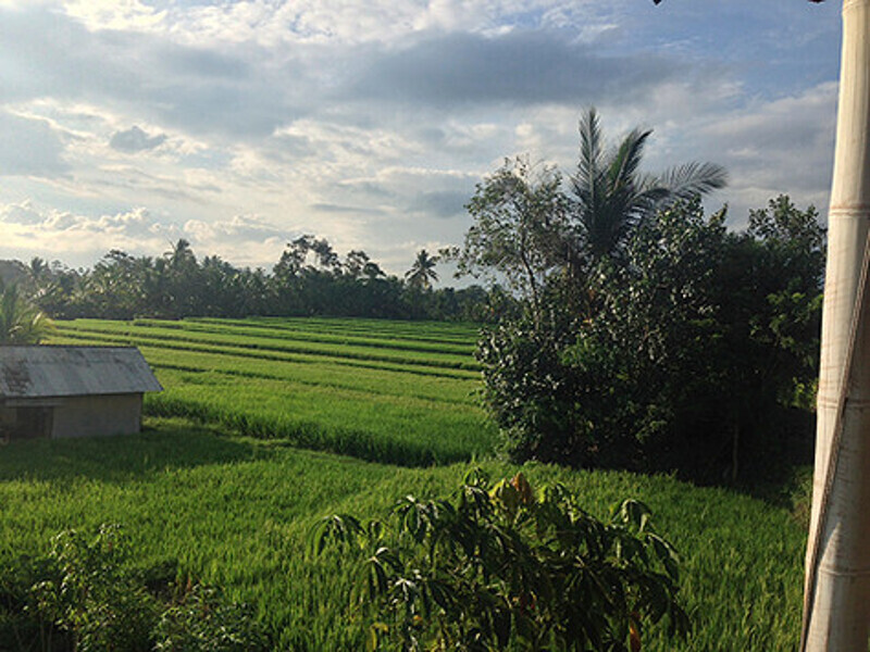 Как оказалось, без опасности для жизни можно ездить только среди рисовых полей.