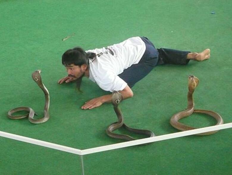 Нередко после представлений смертельно опасные змеи отправляются на обеденный стол.