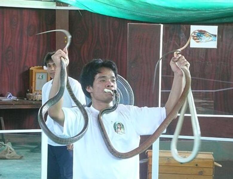 На змеиных фермах можно не только увидеть шоу с кобрами, но и приобрести уникальные настойки, мази или бальзамы.