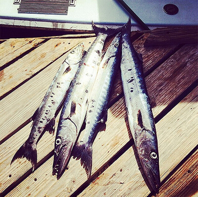 Улов Николая Баскова. Фото: Instagram.com.