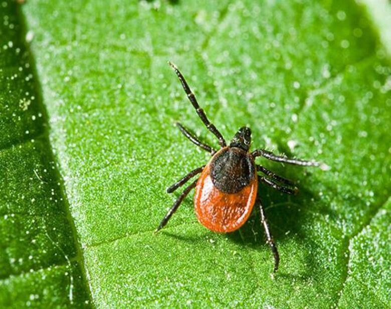 Как защититься от энцефалита? Фото: Fotolia/PhotoXPress.ru.