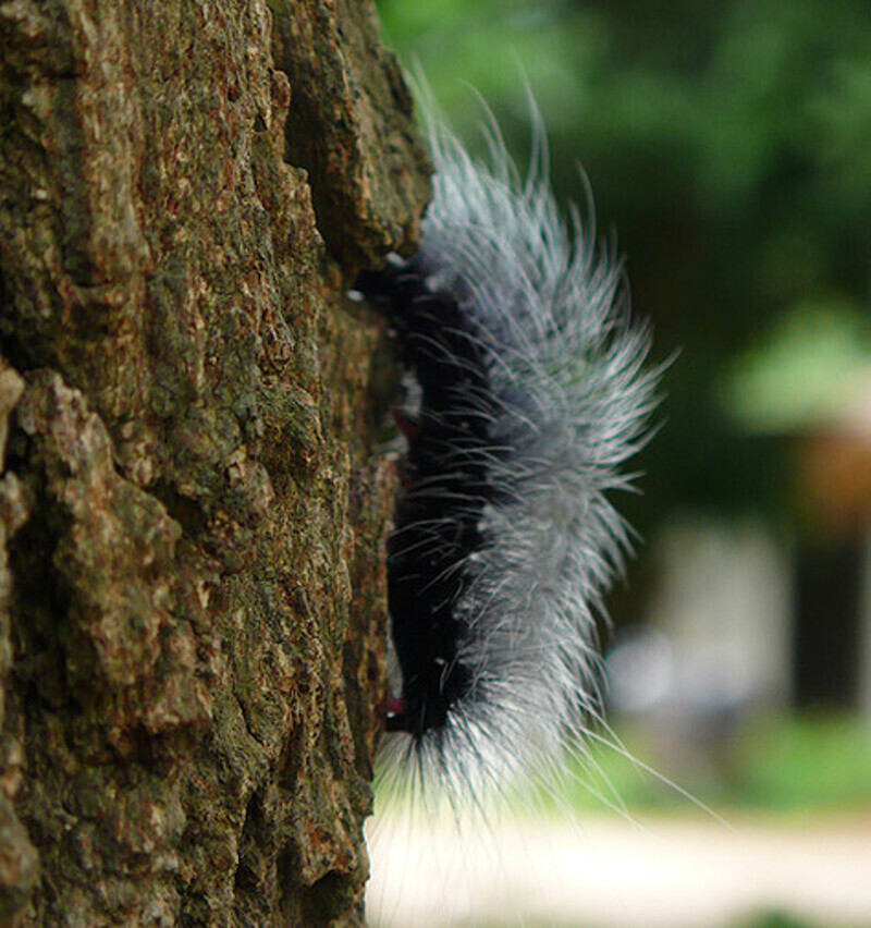 Достаточно выйти на улицу, чтобы встретить разную экзотическую живность.