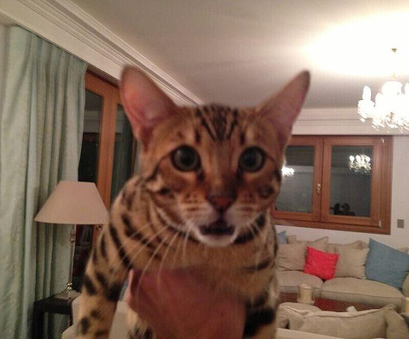 Бенгальский кот Виктории Бони. Фото: Twitter.com.