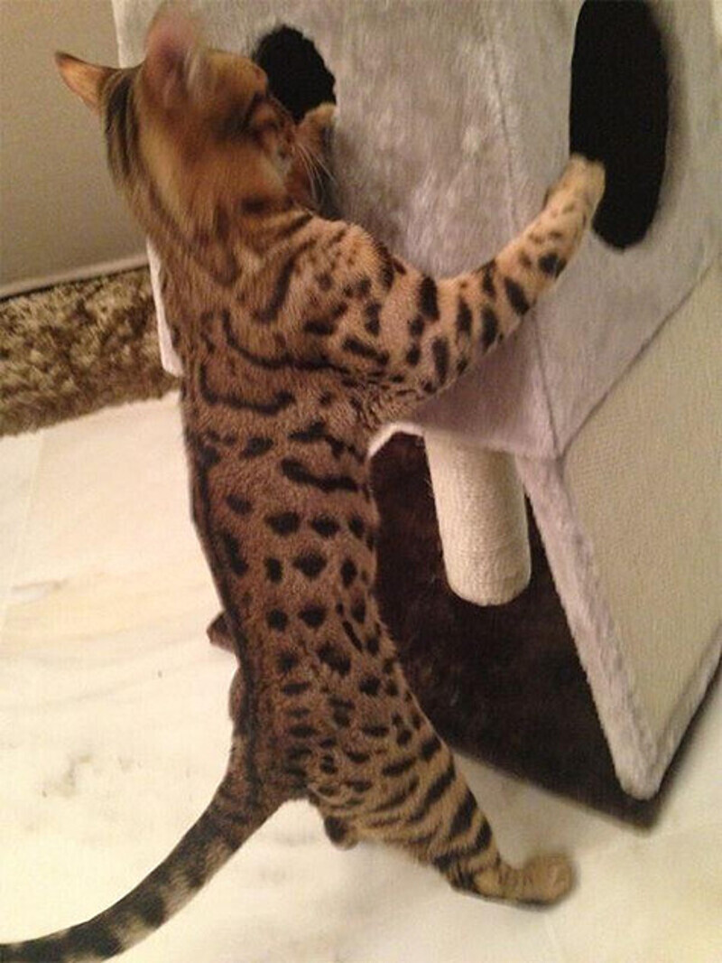 Бенгальский кот Виктории Бони. Фото: Twitter.com.