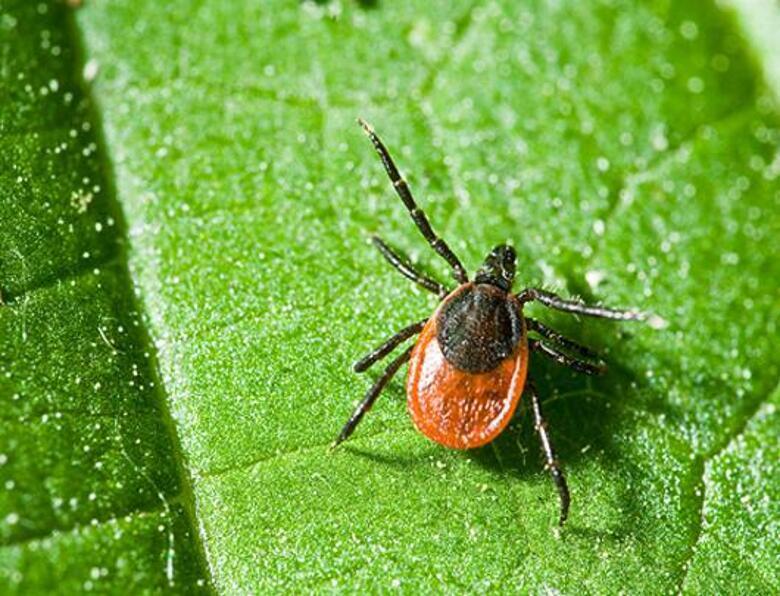 Клещевой энцефалит — это сезонное заболевание. Фото: Fotolia/PhotoXPress.ru.