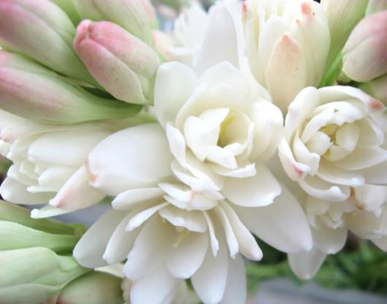 Цветок туберозы. Фото: Fotolia/PhotoXPress.ru.