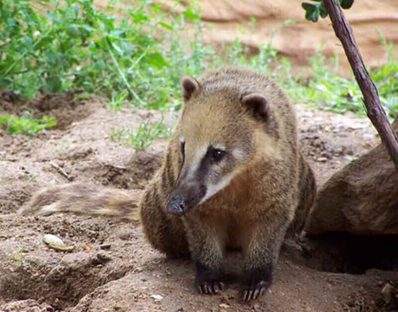 Носуха. Фото: материалы пресс-служб.