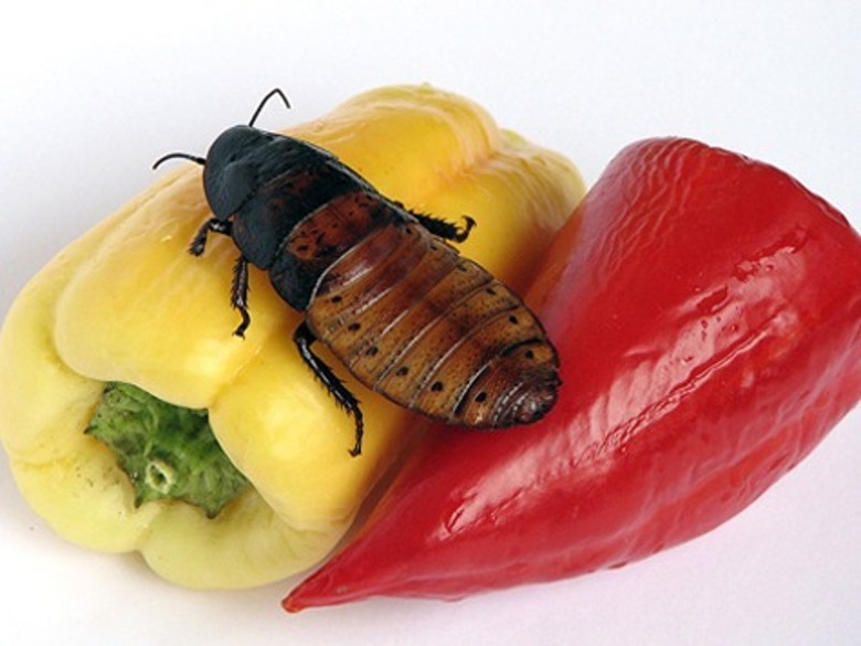 Фото: macroclub.ru