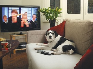 В Америке появился телеканал для собак