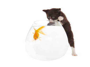 Ваша золотая рыбка