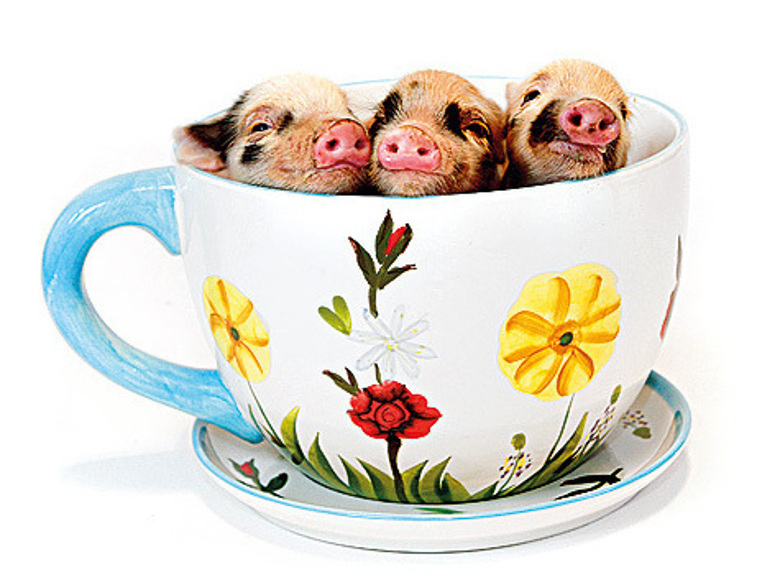 Совсем озверели!