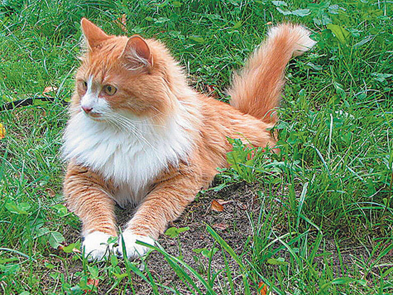 Кино ищет новых Матроскиных