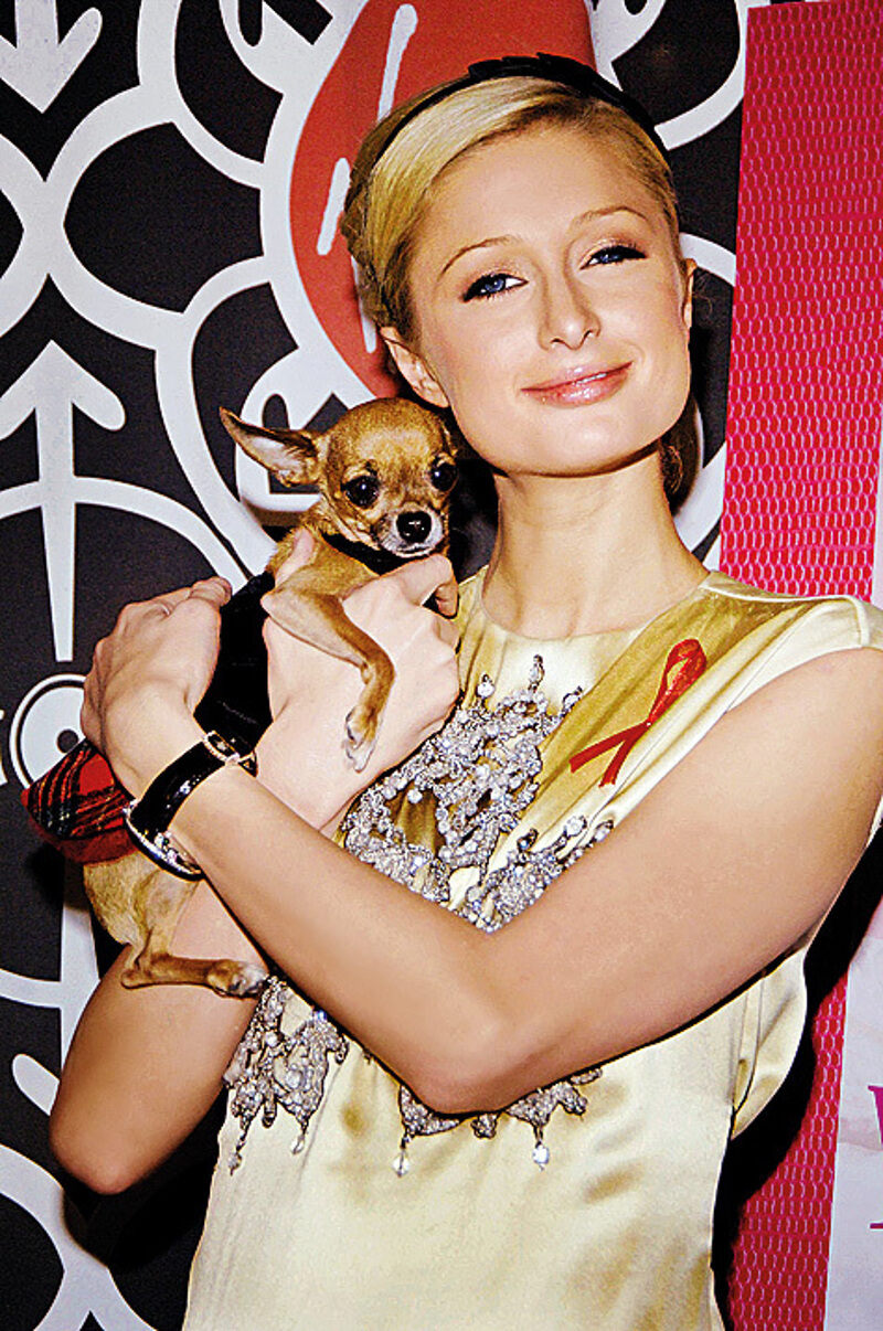 Песик Тинкербелл – голливудская знаменитость. На него сняли несколько пародий, он принимал участие в съемках шоу «Простая жизнь»