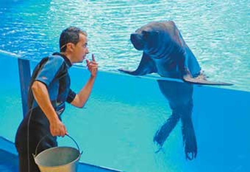 Василий Тимченко: «У морских львов зубы острые — проверено на себе»