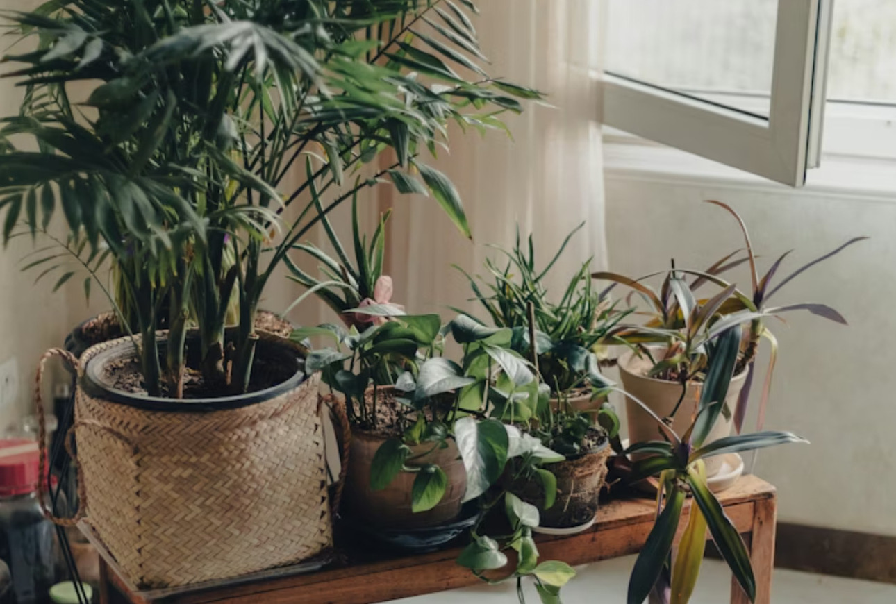 Не&nbsp;сидим без дела: 5 манипуляций, нужные зимой домашним растениям