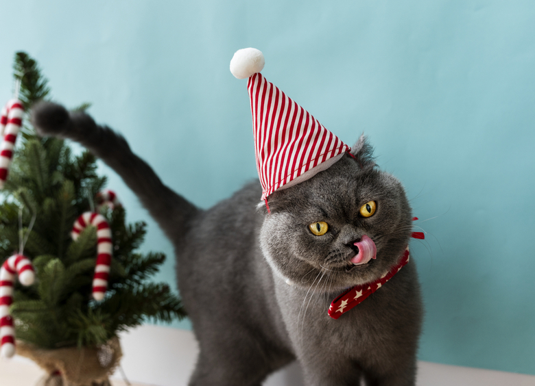 Елки-палки, кот и пес: 7 новогодних атрибутов, которые несут вред вашему питомцу