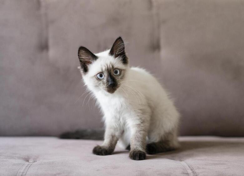 Почему кот ходит мимо лотка: 5 причин и как это исправить