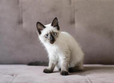 Почему кот ходит мимо лотка: 5 причин и как это исправить