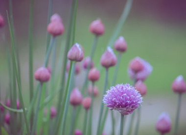 Вот будет лето, поедем на дачу: какие удобрения подготовить уже сейчас